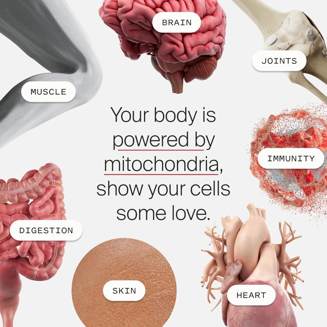 Mitocell Renew – Urolithin A (60 Softgels)